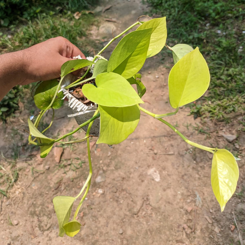 জেইড মানি প্ল্যান্ট | জেইড পথস | Jade Pothos | Jade Money Plant