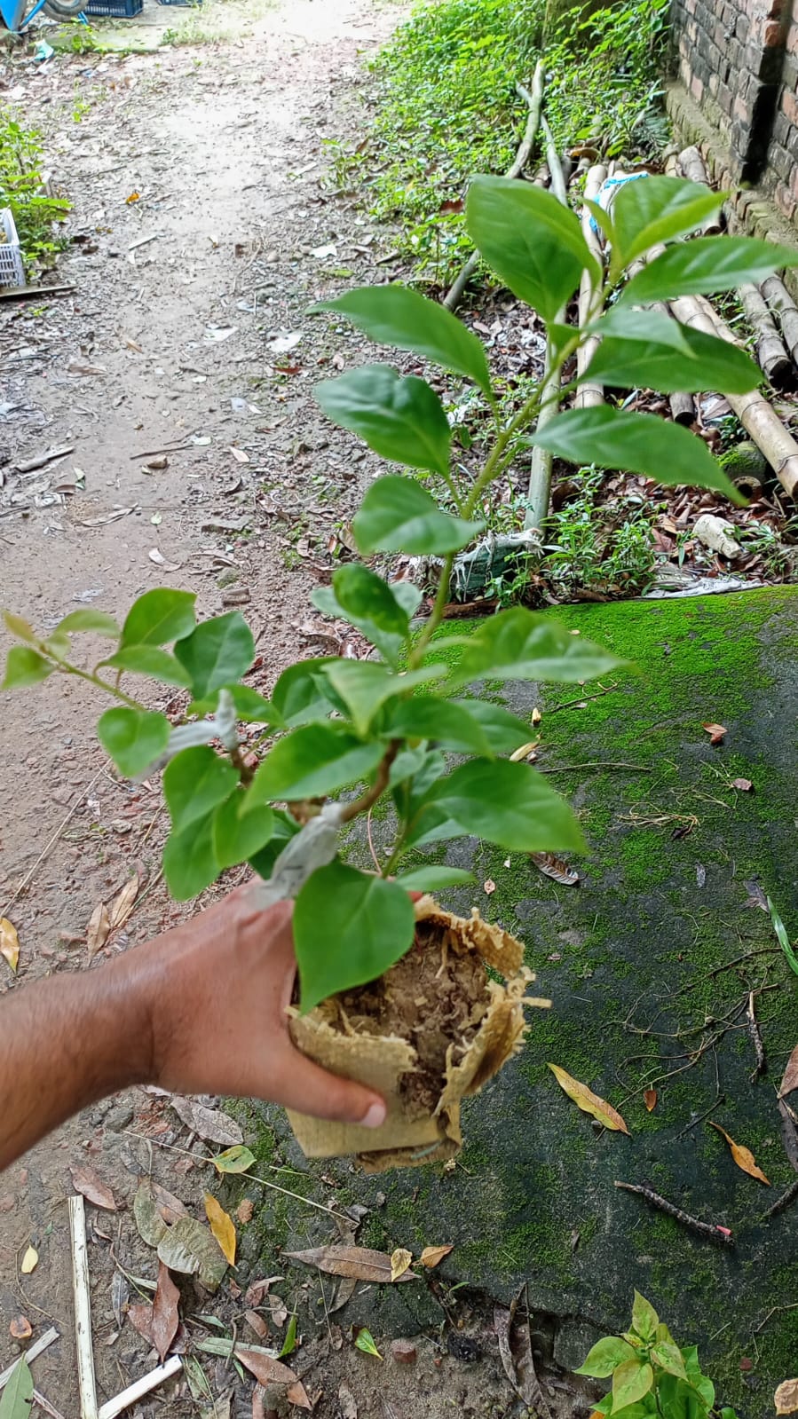 রেফালজেন্স বাগানবিলাস | Refulgence Bougainvillea Grafted | Purple Color High Blooming Bougainvillea