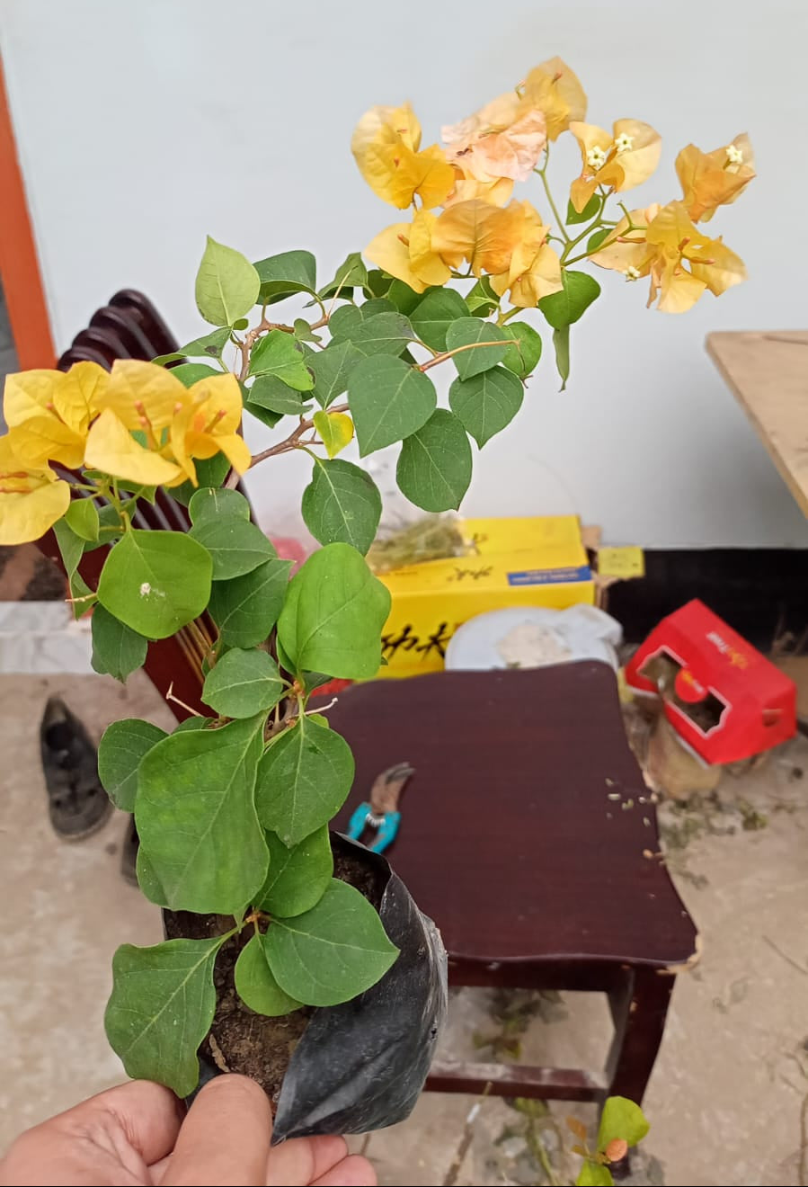 ক্যালিফর্নিয়া গোল্ড বাগানবিলাস | California Gold Bougainvillea | হলুদ বাগানবিলাস
