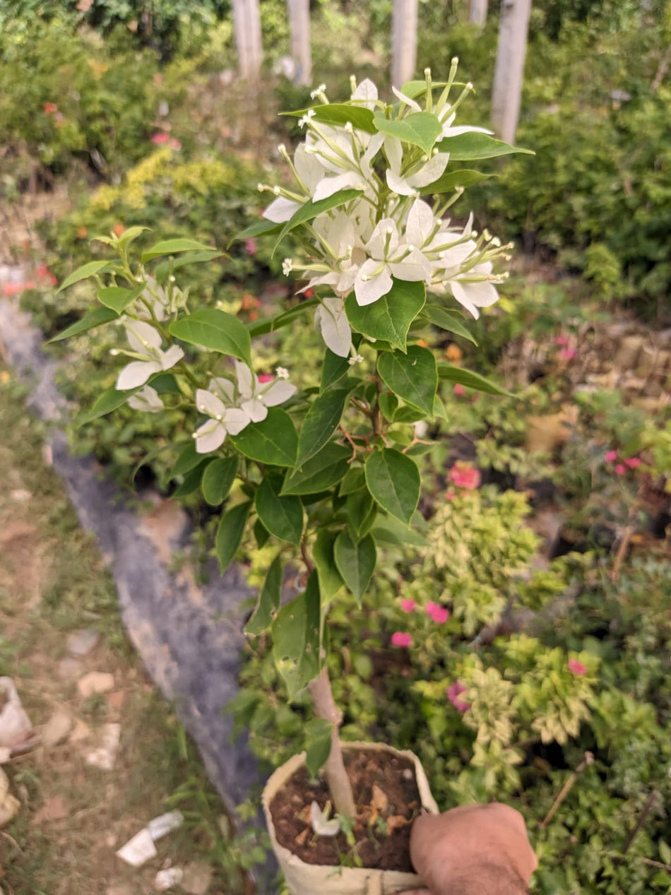 জুয়েল হোয়াইট বাগানবিলাস | Jewel White Baganbilash | High Blooming Best Bonsai Bougainvillea | সাদা বাগানবিলাস