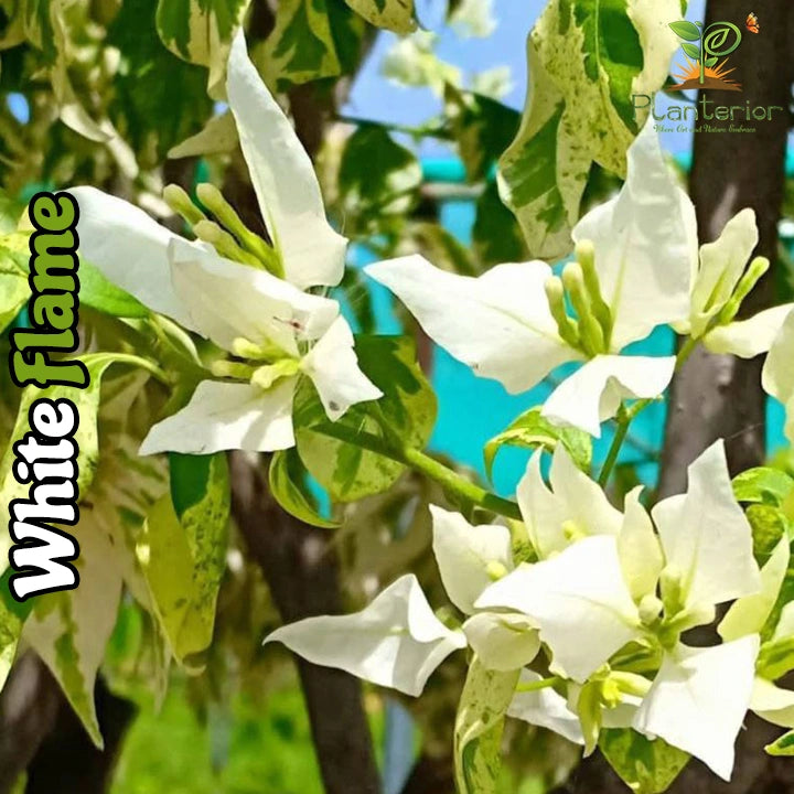Flame White Bougainvillea