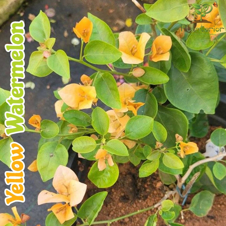 Yellow Watermelon Bougainvillea