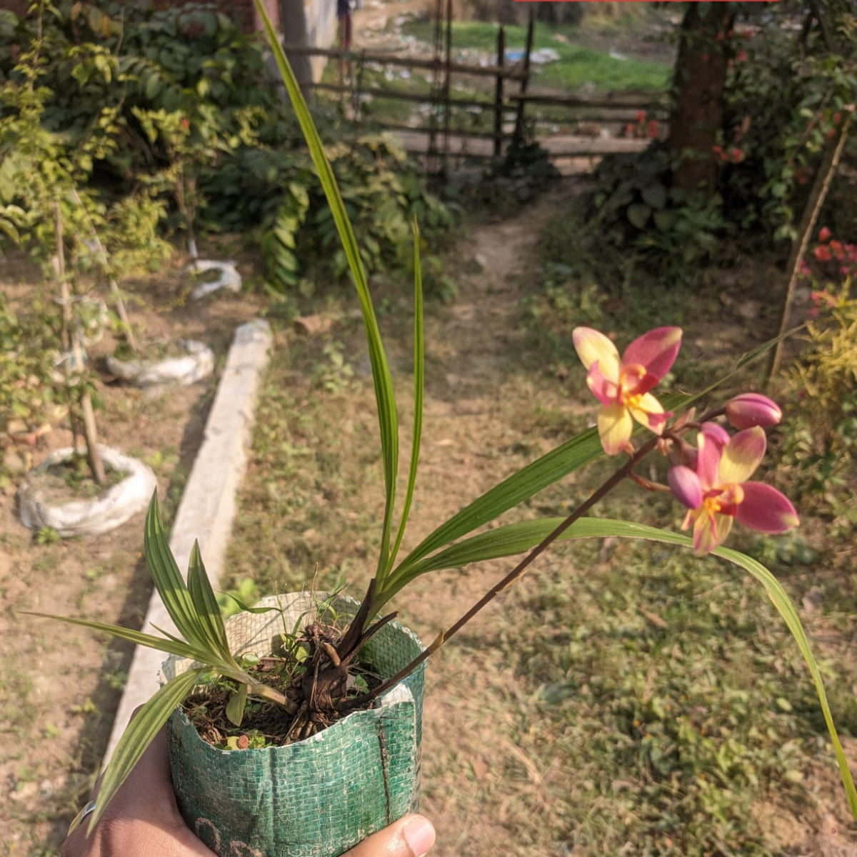 Yellow Pink Candy Ground Orchid