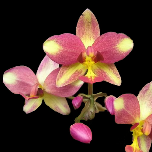 Yellow Pink Candy Ground Orchid