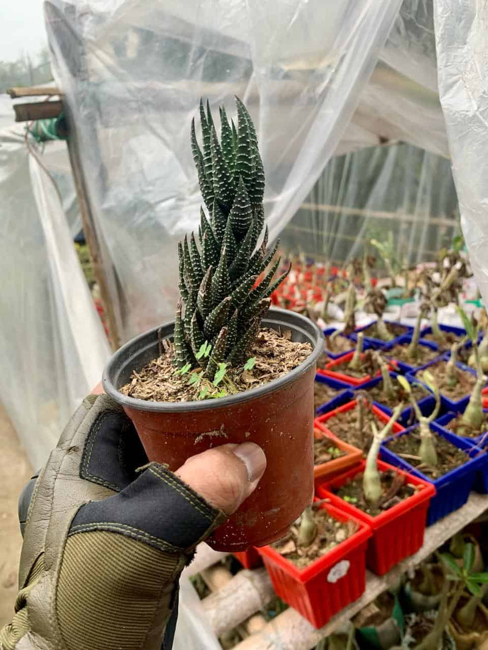 জেব্রা হওরথিয়া | Zebra Haworthia Plant | Zebra Plant | Indoor Plant