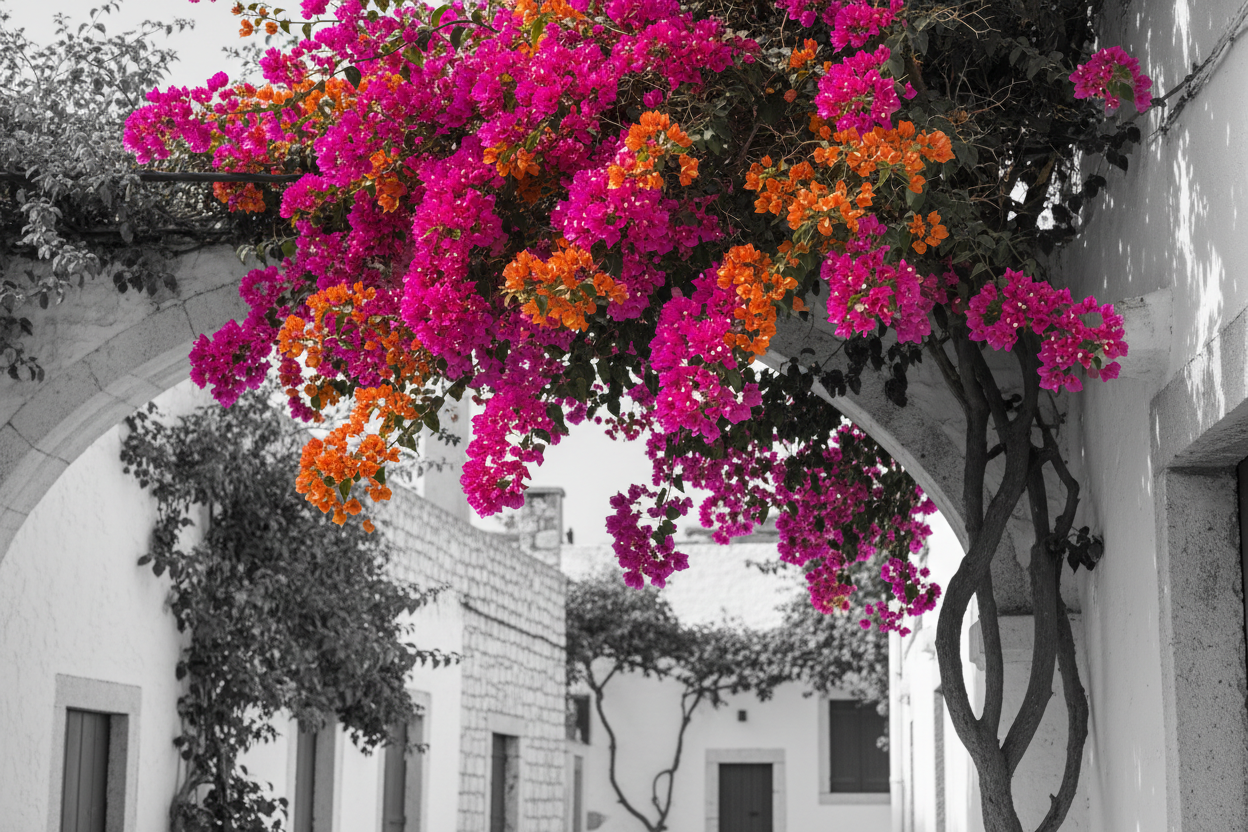 a beautiful light color background image. The image must be in black and white life with a single multcolor bougainvillea plant will highlight all over the image. The  flower plant only will be colorful and other everthing will be black and white