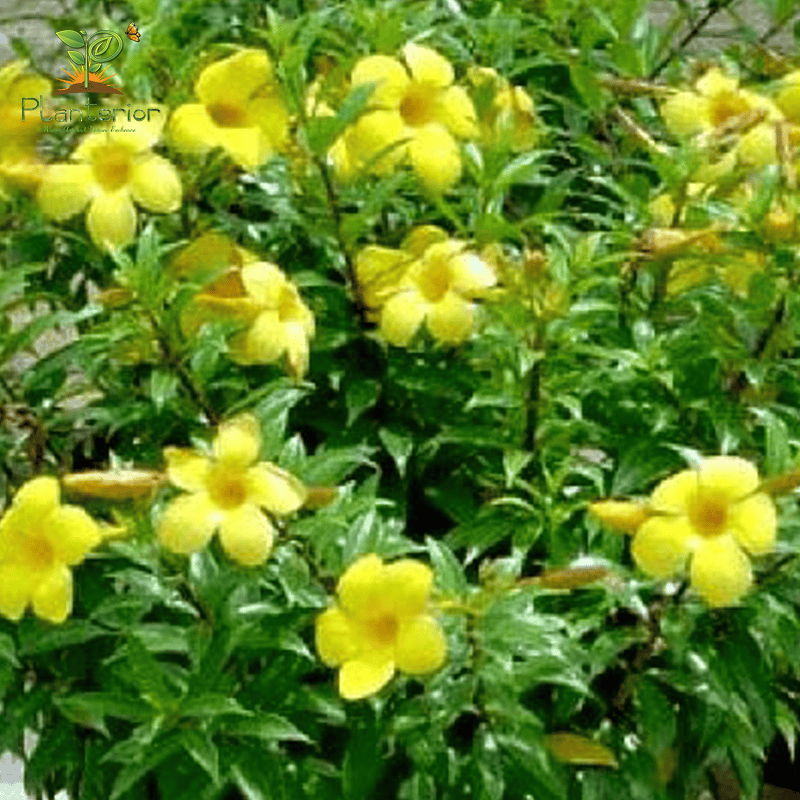 Mini Allamanda