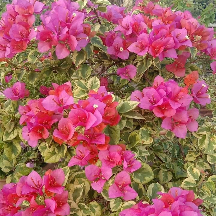 রেইনবো ভেরিগেটেড বাগানবিলাস | Rainbow Varigrated Baganbilash | Rainbow Varigrated Bougainvillea Grafted
