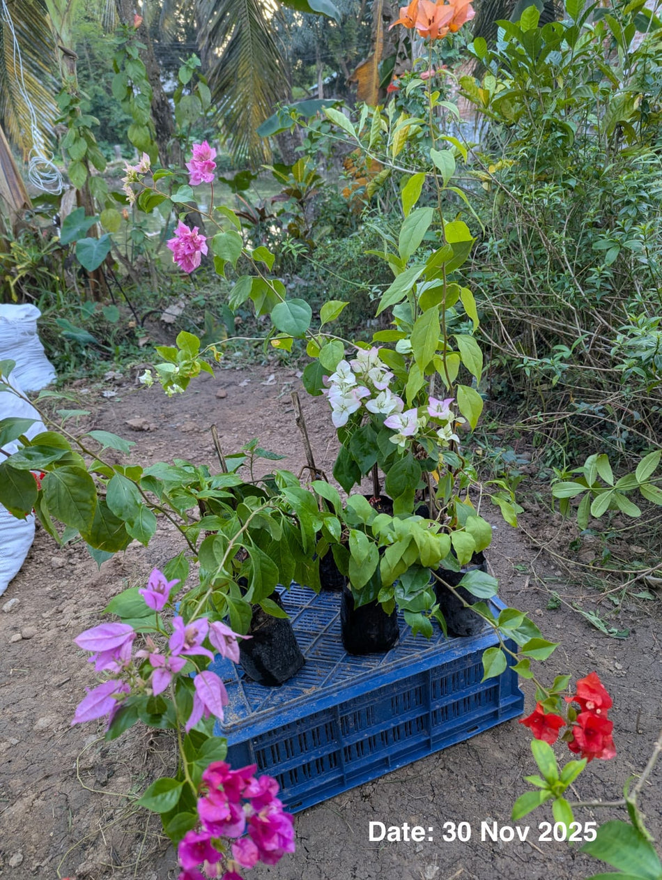 অরেঞ্জ মাসুরি বাগানবিলাস | Orange Mashuri Bougainvillea | Orange Mashuri Baganbilash