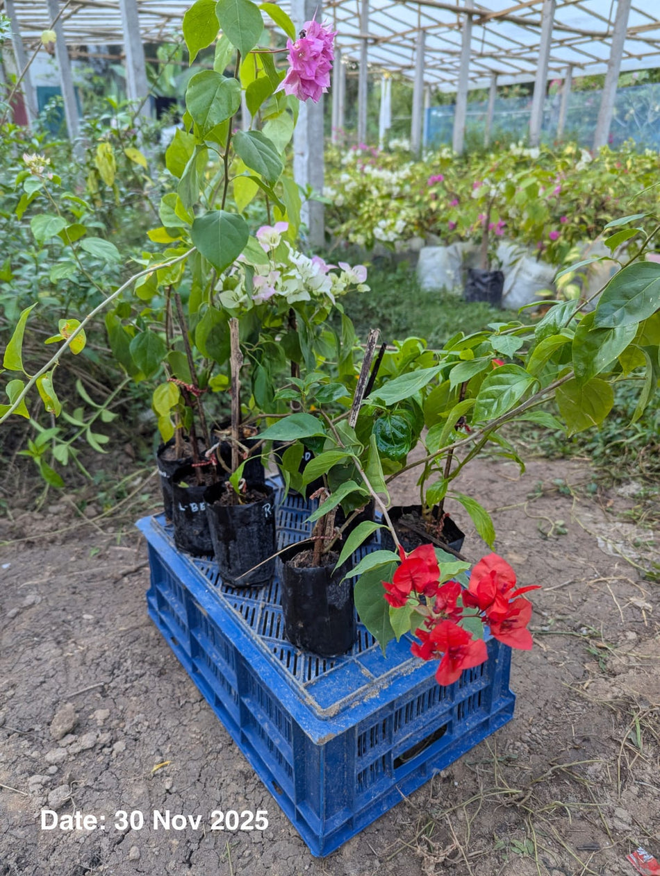 পার্থ বাগানবিলাস | Partha Bougainvillea | High Blooming Bougainvillea | গোলাপি বাগানবিলাস