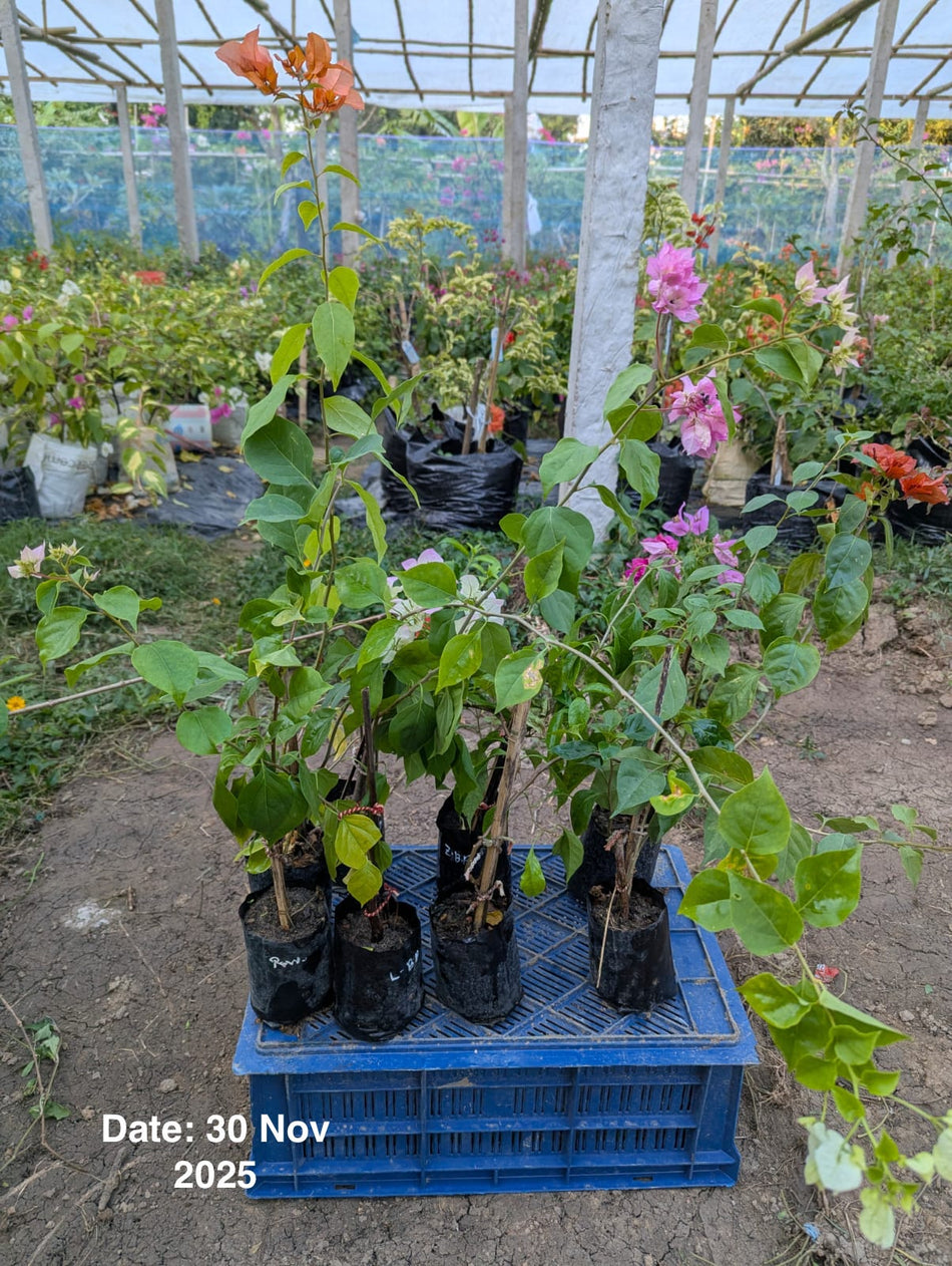 মিস ইভা বাগানবিলাস | Miss Eva Baganbilash | High Blooming Bougainvillea