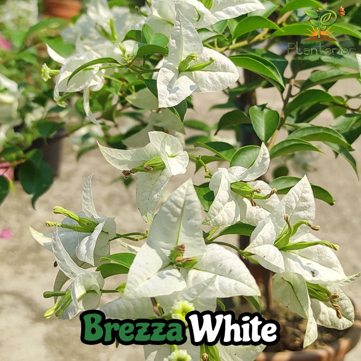 ব্রিজা হোয়াইট বাগানবিলাস | Brezza White Baganbilash | Brezza White Bougainvillea Grafted
