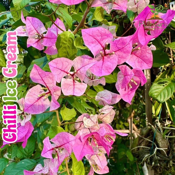 Chilli Ice Cream Bougainvillea