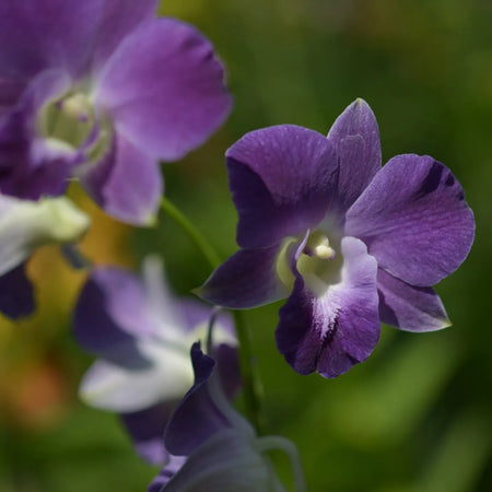 dendrobium UA 78