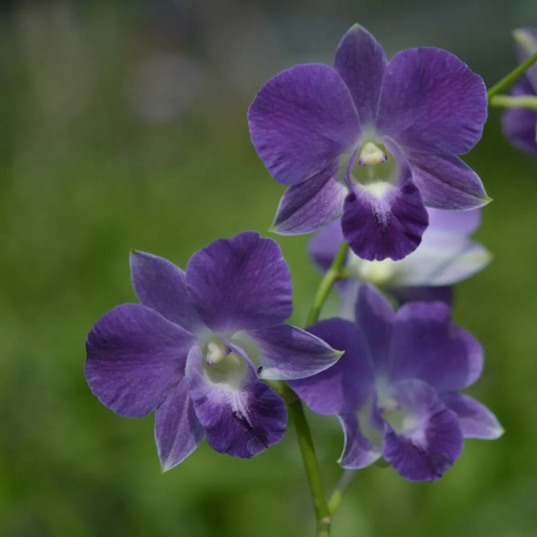dendrobium UA 78
