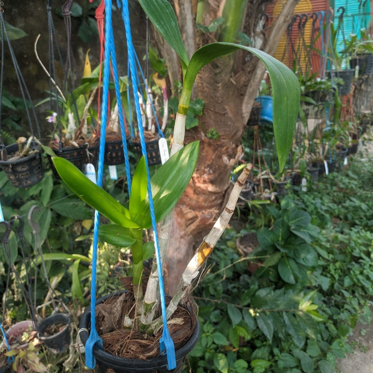 dendrobium UA 78