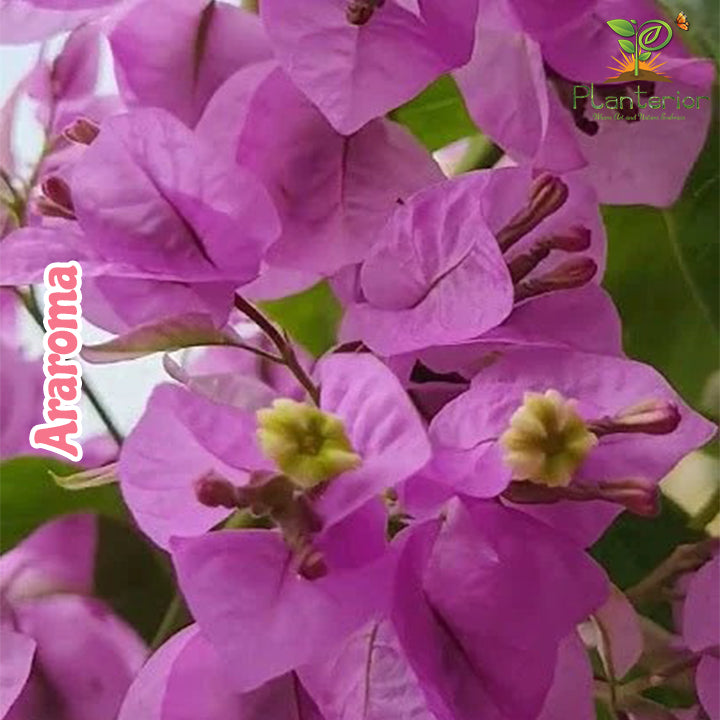 Araroma Bougainvillea | এরোমা বাগানবিলাস | Magenta Purple Bougainvillea