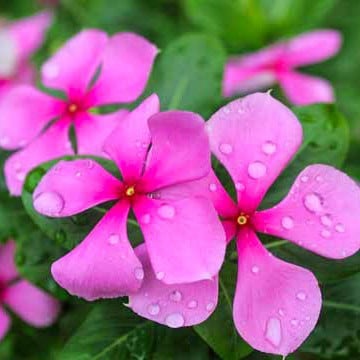 নয়নতারা পিংক | Nayanthara Flower Pink | Madagascar Periwinkle Plant