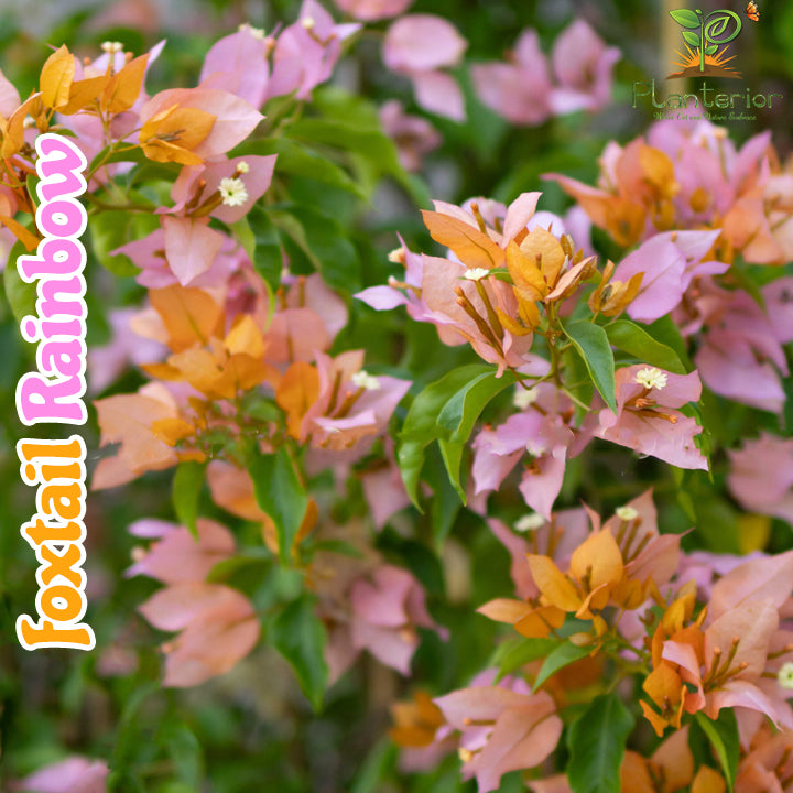ফক্সটেইল রেইনবো বাগানবিলাস | Foxtail Rainbow Baganbilash | Foxtail Rainbow Bougainvillea
