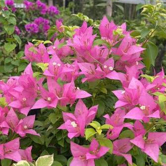 গ্লসি বাগানবিলাস | Glossy Brezza Bougainvillea | Rare Baganbilash