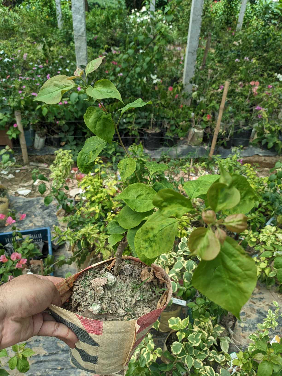 মহারানি বাগানবিলাস | Moharani Baganbilash | Moharani Bougainvillea Grafted