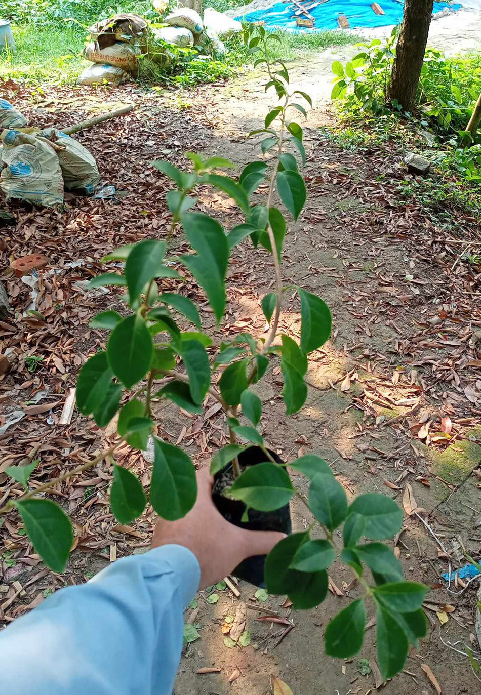 গ্লাবরা পারপেল বাগানবিলাস | Glabra Purple Bougainvillea | Glabra Purple Baganbilash | বেগুনী বাগানবিলাস