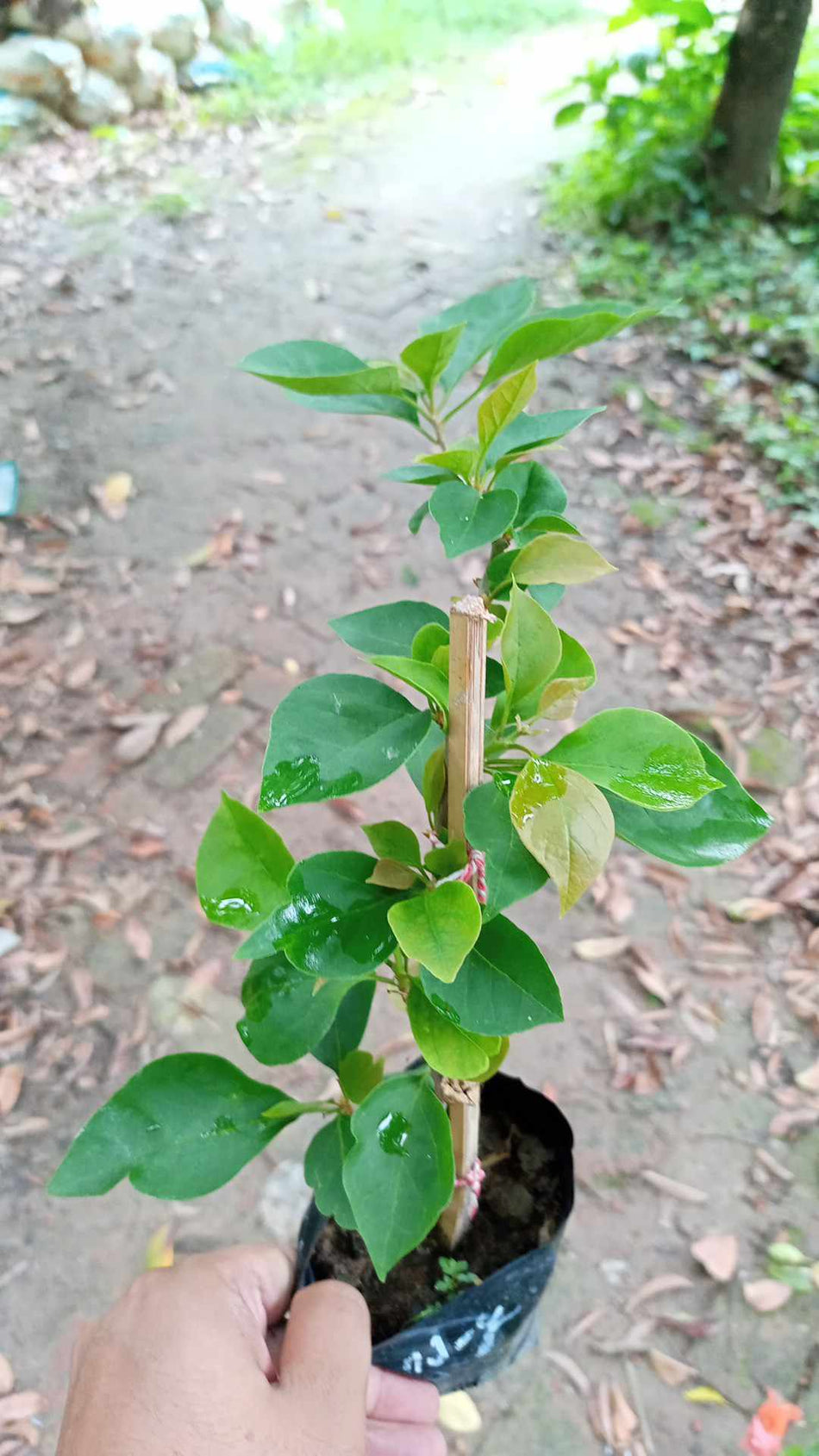আদারানা ইয়েলো বাগানবিলাস | Adarana Yellow Baganbilash | Adarna Gold Bougainvillea