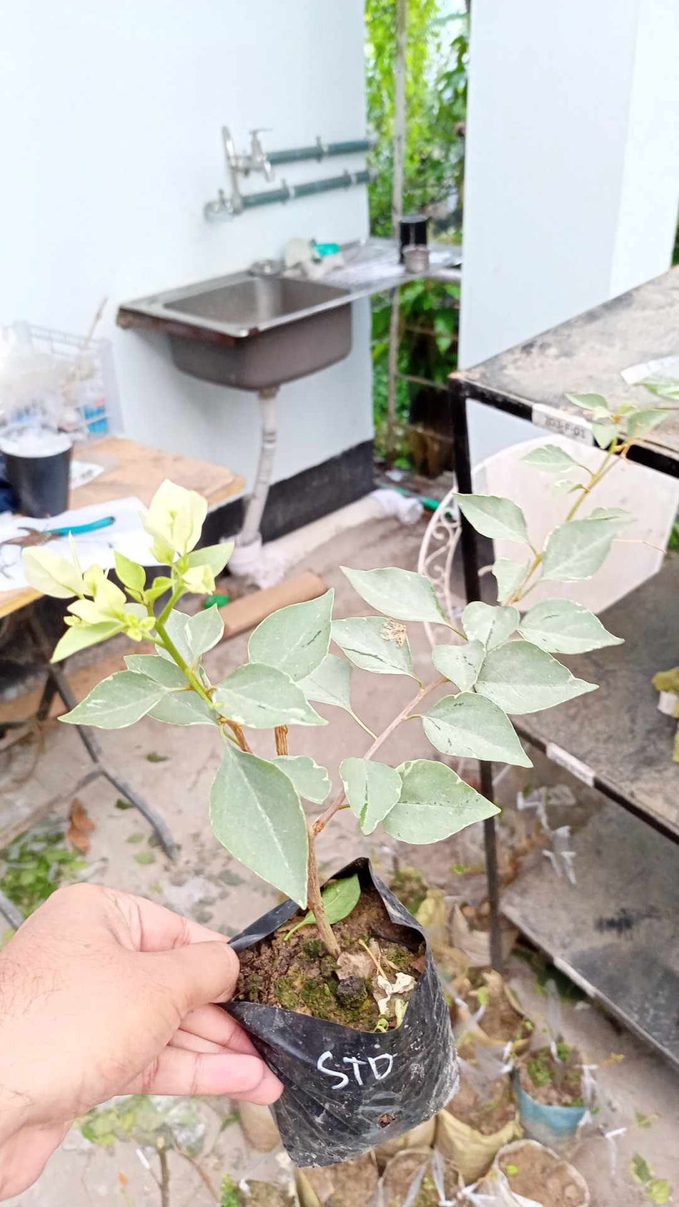 সিলভার লিফ থাই ডিলাইট বাগানবিলাস | Silver Leaf Thai Delight Bougainvillea
