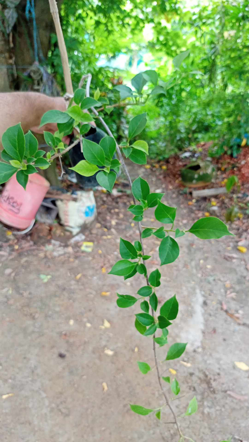 কিমপুই বাগানবিলাশ | Kimpui Bougainvillea | Premium Flowering Bougainvillea
