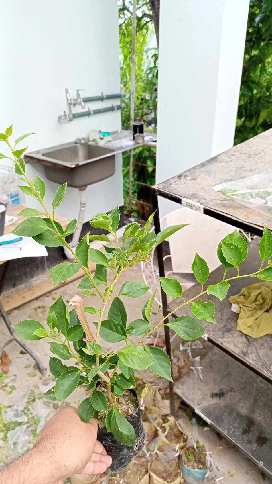 ব্রেজা মেজেন্টা বাগানবিলাস | Brezza Magenta Bougainvillea | Brezza Magenta Baganbilash | লাল বাগানবিলাস