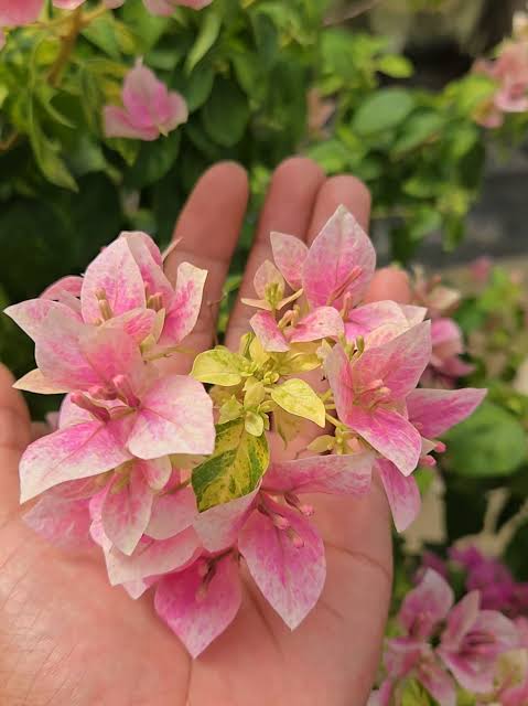 লেডি বার্ড বাটিক বাগানবিলাস | Lady Bird Batik Bougainvillea