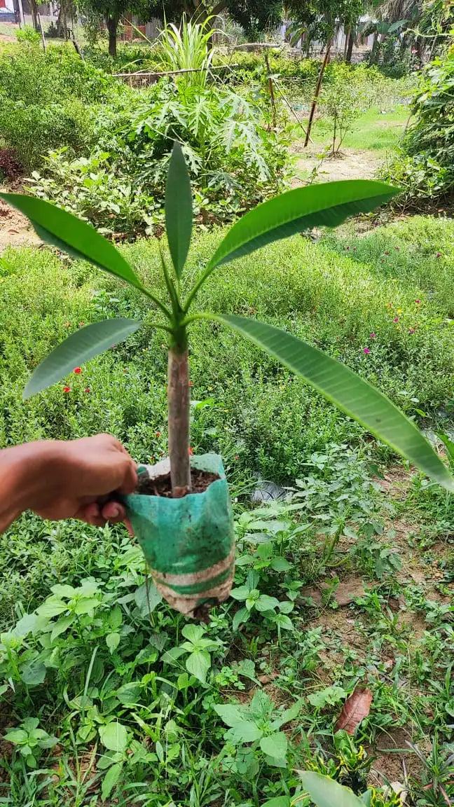 সিঙ্গাপুর ডোয়াফ কাঠগোলাপ | Singapore Dwarf kathgolap | Plumeria Obtusa | Frangipani