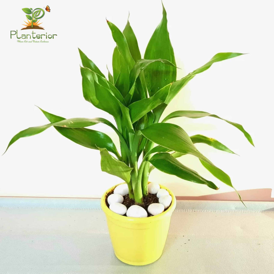 লাকি ব্যাম্বু | Lucky Bamboo | Indoor Plant-02