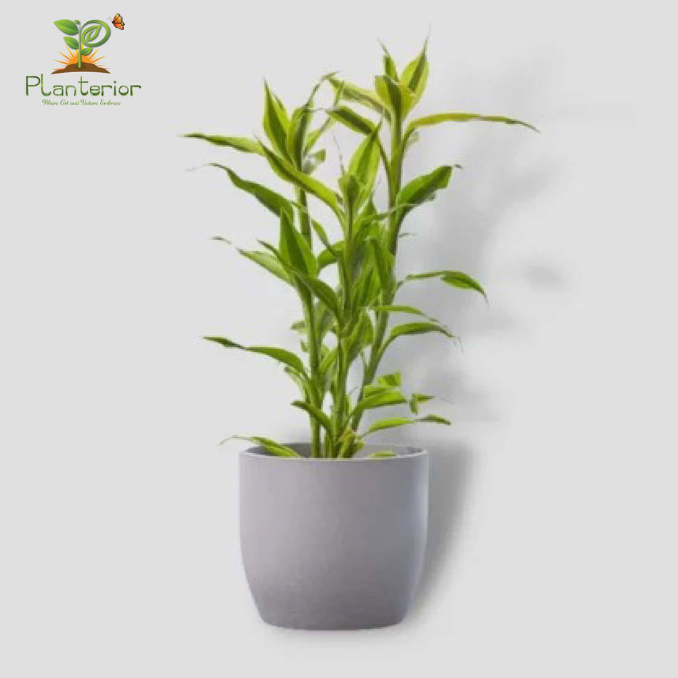 লাকি ব্যাম্বু | Lucky Bamboo | Indoor Plant-03