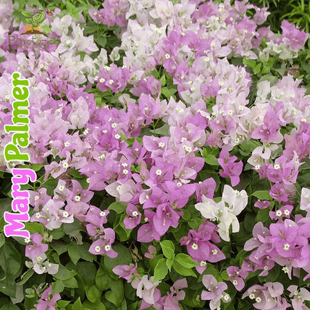 mary-palmer-bougainvillea