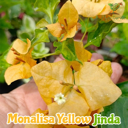 Monalisa Yellow Jinda Bougainvillea