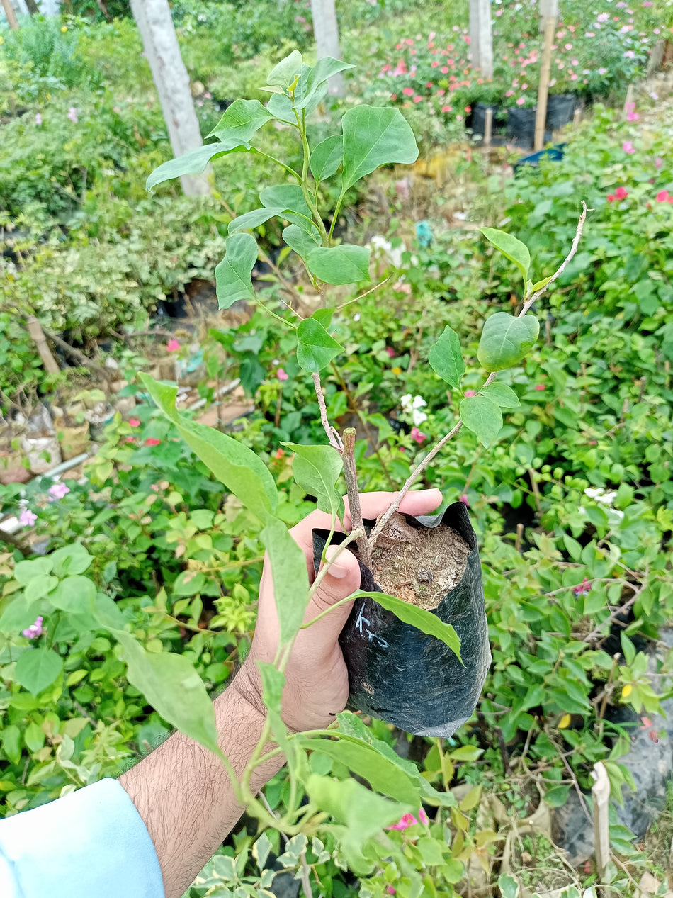 ক্রিস্টিনা বাগানবিলাস | Kristina Bougainvillea | Kristina Baganbilash