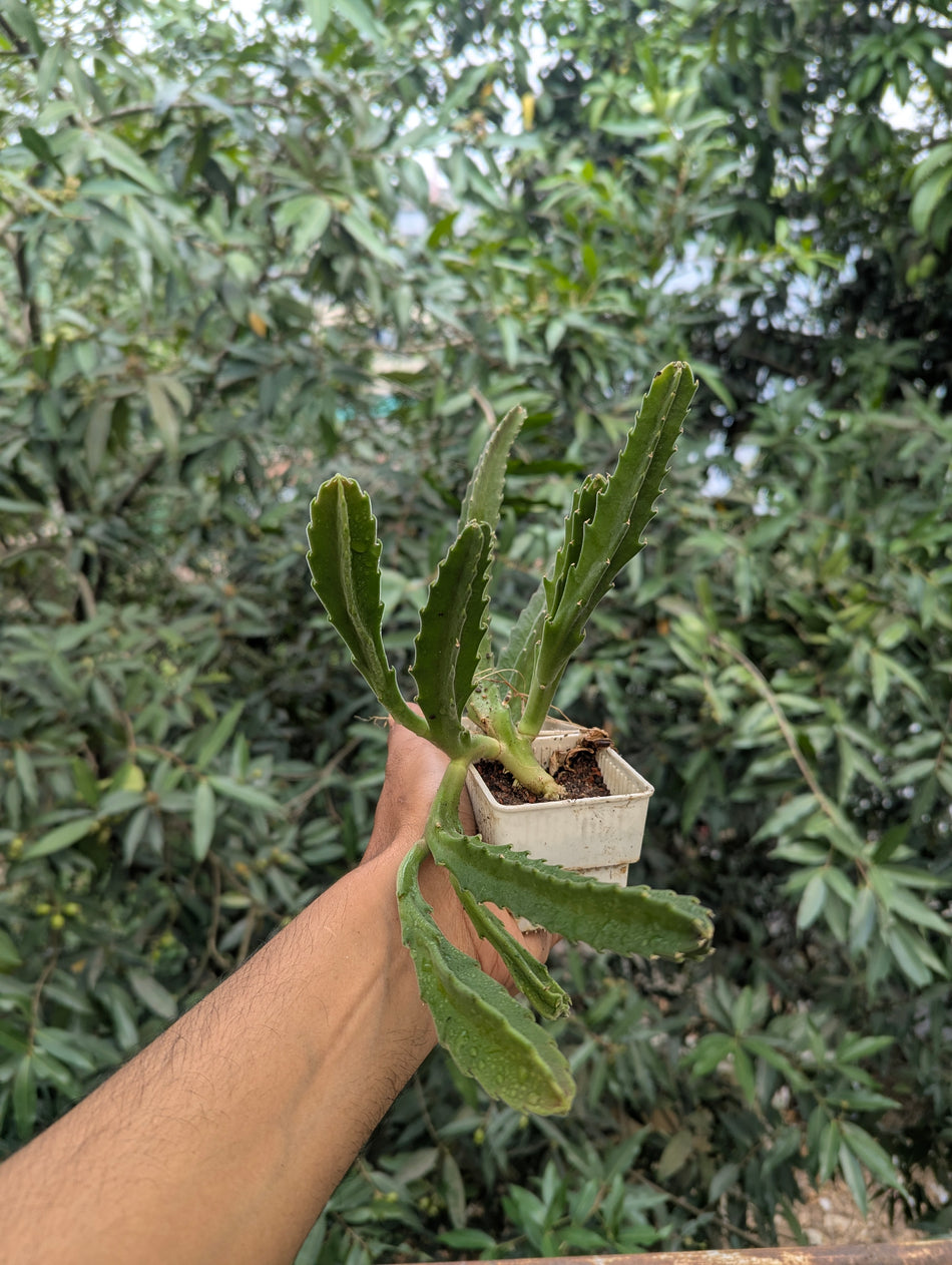 Stapelia Cactus Plant | স্টেপেলিয়া ক্যাকটাস