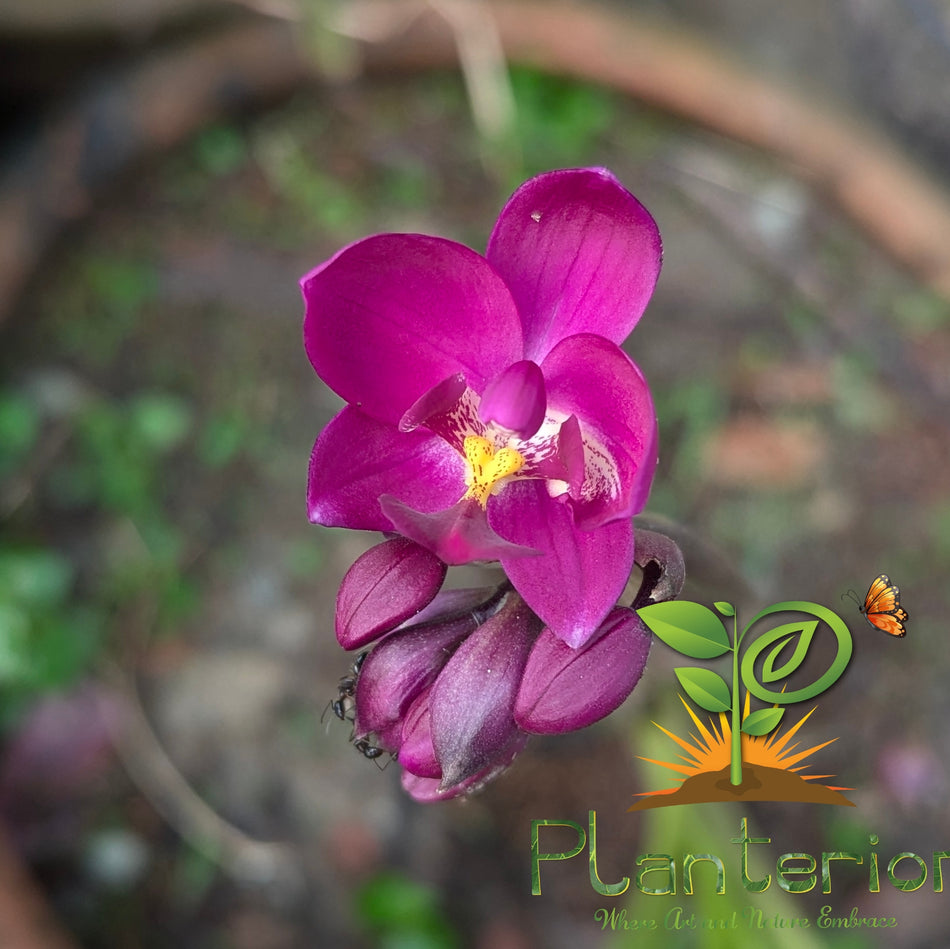 ডিপ পার্পল গ্রাউন্ড অর্কিড | Deep Purple Ground Orchid (Spathoglottis) – Live Flowering Plant
