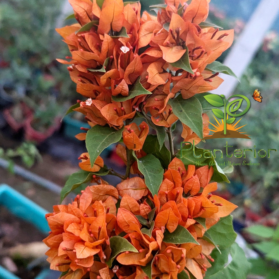 অরেঞ্জ ভেলভেট বাগানবিলাস | Orange Velvet Bougainvillea | Orange Velvet Baganbilash
