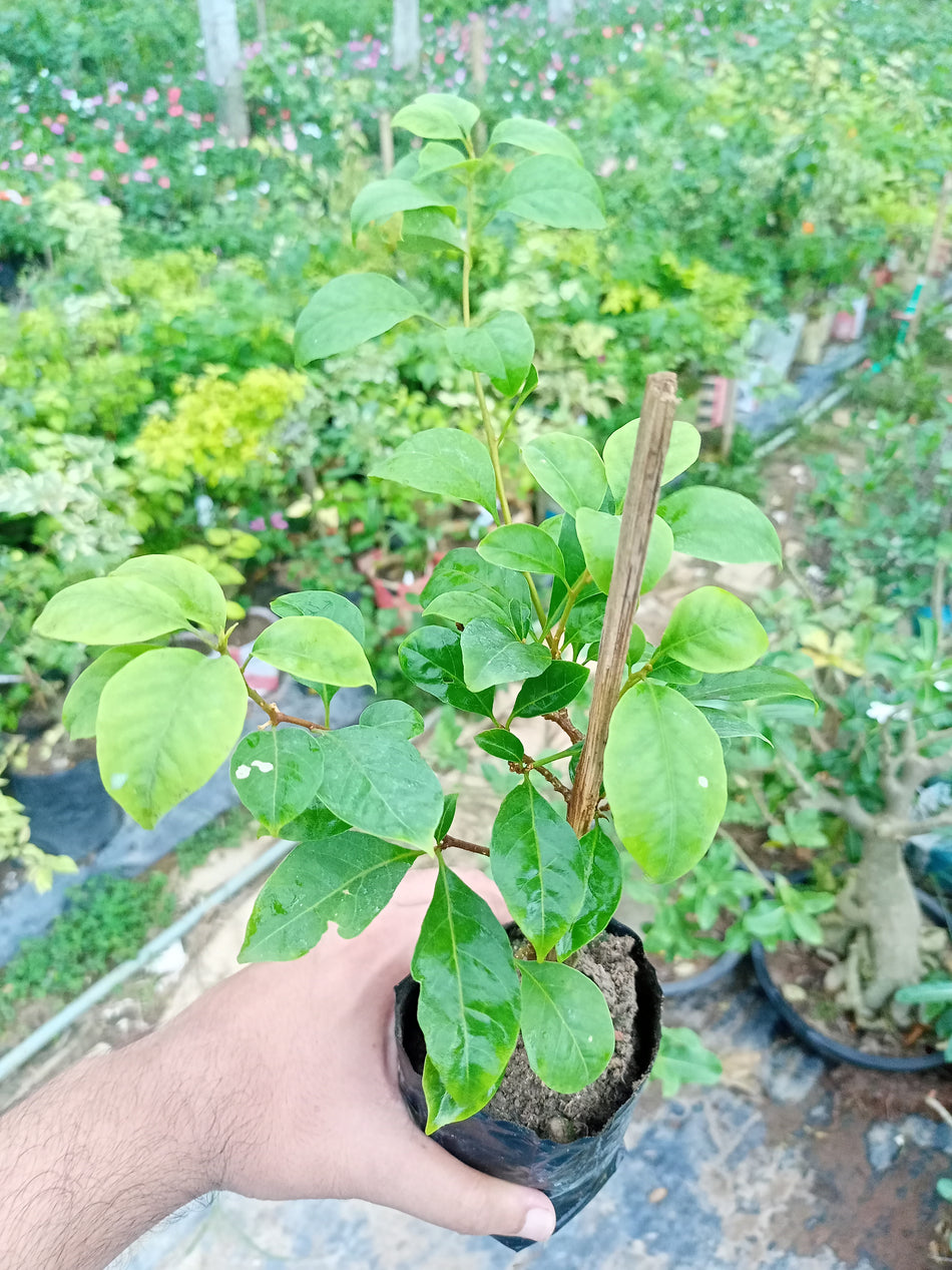 লিলাক বাগানবিলাস | Lilac Formosa Bougainvillea | লিলাক বাগানবিলাস