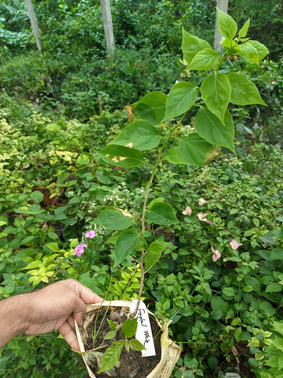 ফক্সটেইল হোয়াইট বাগানবিলাস | Foxtail White Baganbilash | Foxtail White Bougainvillea