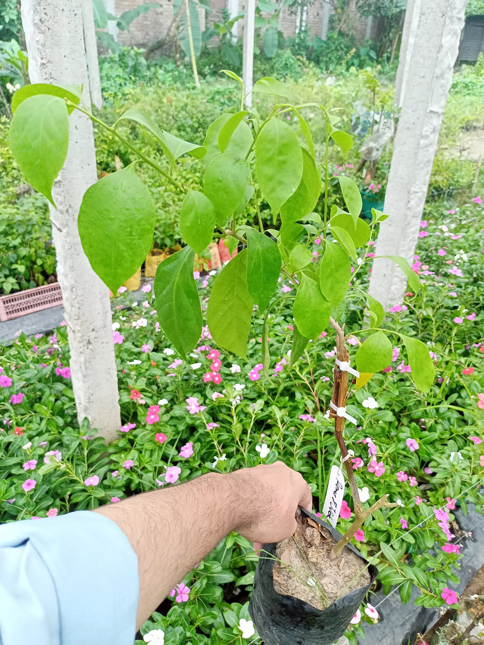 রোমিও এন্ড জুলিয়েট বাগানবিলাশ | Romeo and Juliet Bougainvillea | Romeo and Juliet Baganbilash