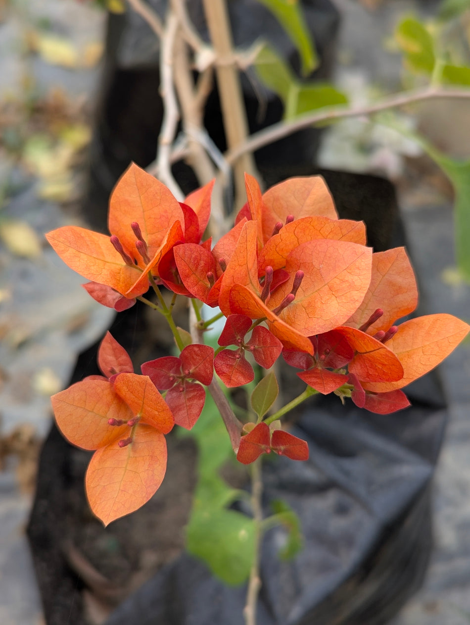 নেসক্যাফে বাগানবিলাশ | Nescafe Bougainvillea (Grafted) | New Variety Bougainvillea