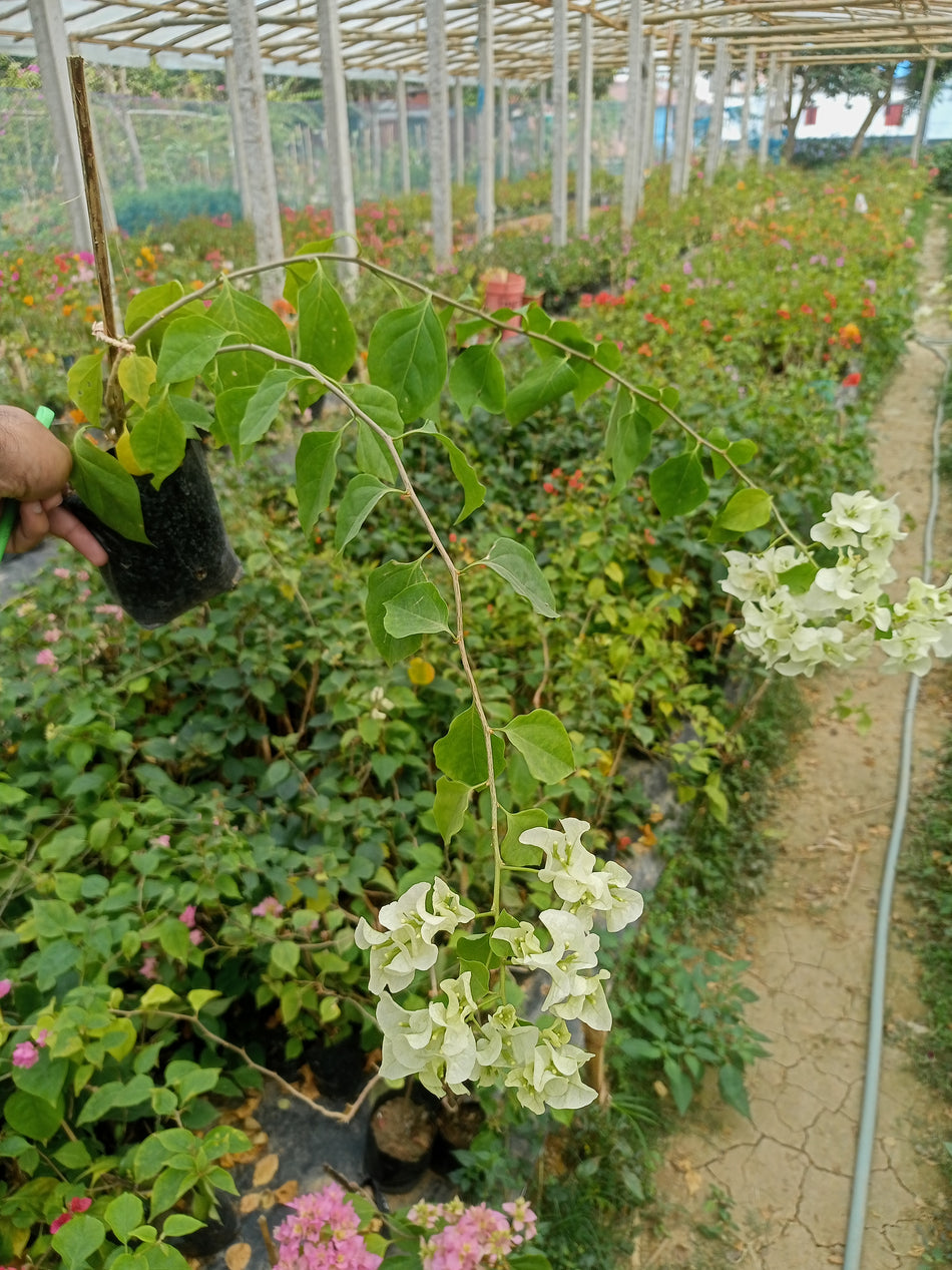 রোমা হোয়াইট ভেরিগ্রেটেড বাগানবিলাশ | Roma White Varigrated Bougainvillea | Roma White Varigrated Baganbilash | সাদা বাগানবিলাস