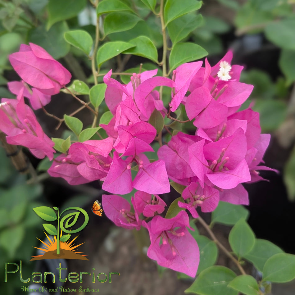 চিলি পিংক বাগানবিলাস | Chili Pink Bougainvillea | গোলাপি বাগানবিলাস | High Blooming Bougainvillea | ১২ মাসি বাগানবিলাস