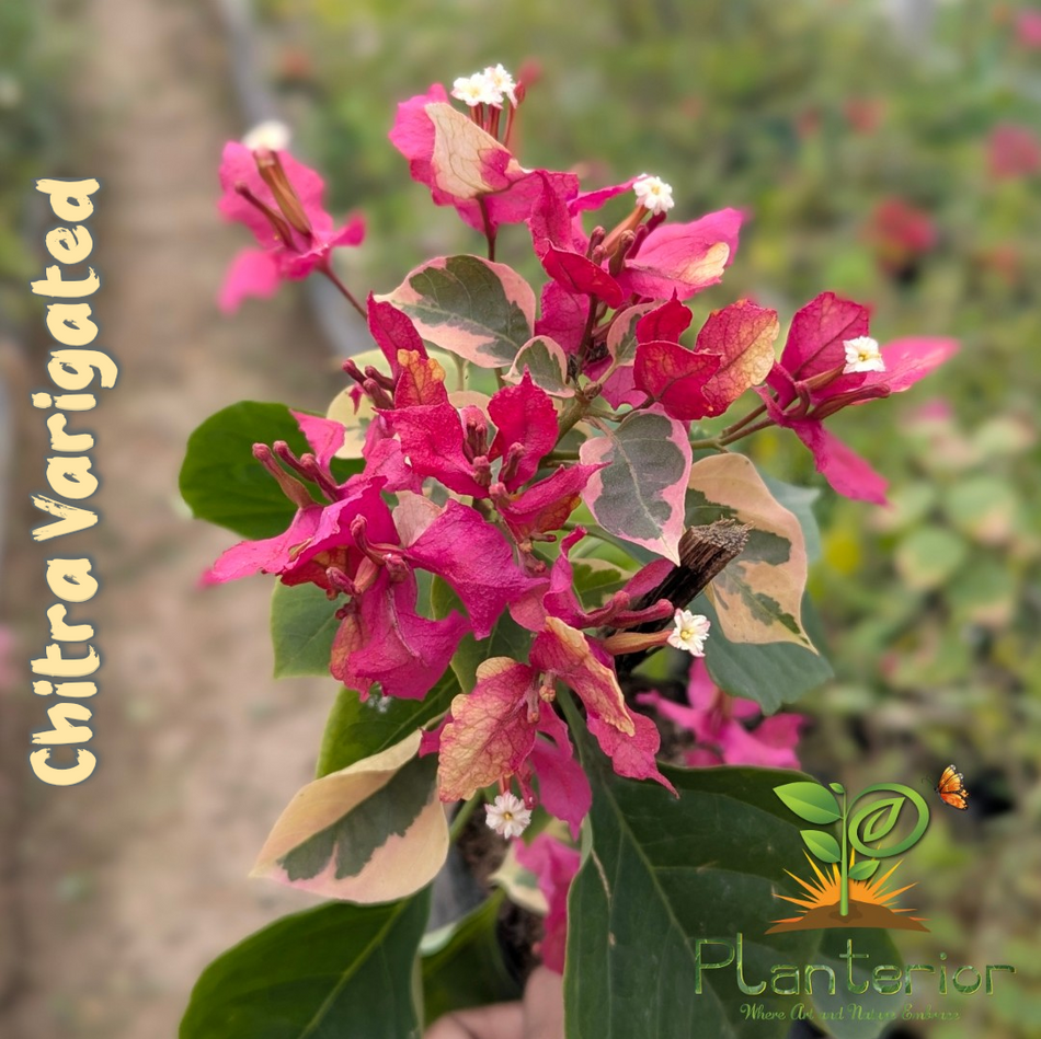 চিত্রা ভেরিগেটেড বাগানবিলাস | Chitra Variegated Bougainvillea | Chitra Variegated Baganbilash