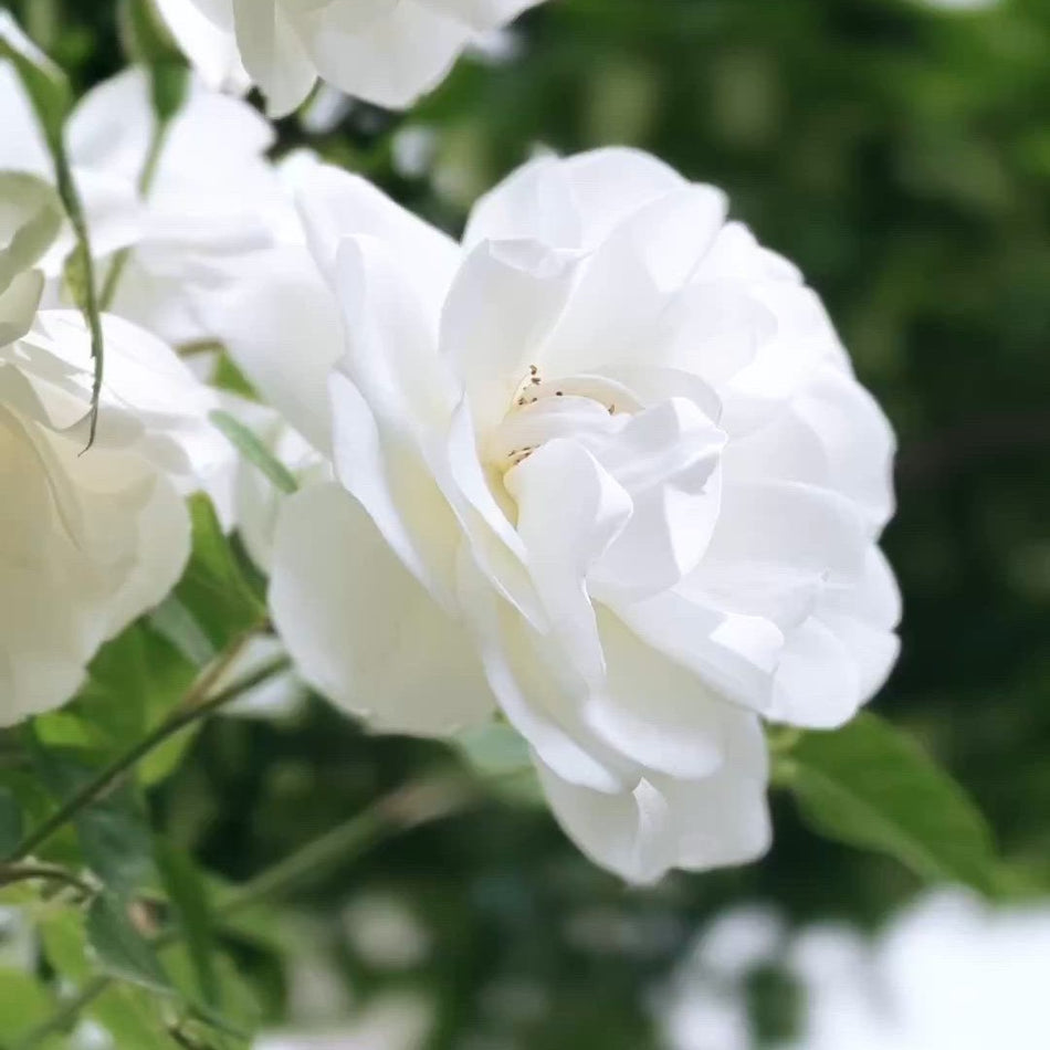 ইন্ডিয়ান সাদা হাজারি গোলাপ | Indian White Hazari Rose | Hajari Golap