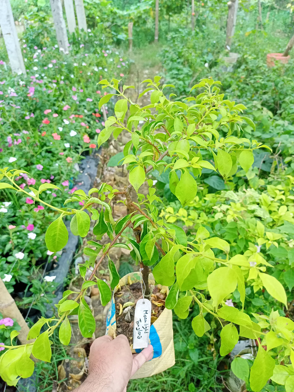 মুনলাইট ট্যাংলং বাগানবিলাস | Moonlight Tanglong Baganbilash | Moonlight Tanglong Bougainvillea Grafted