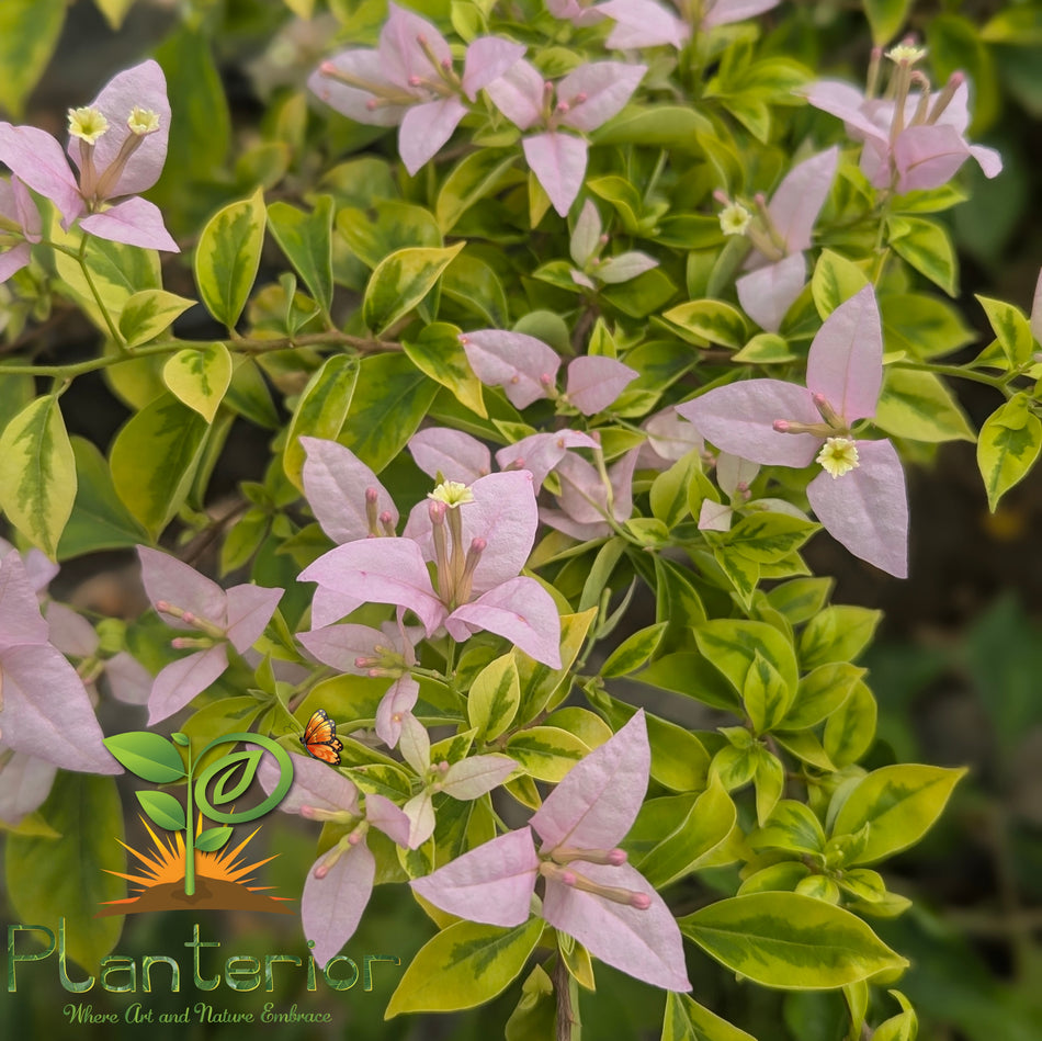 পিংক সায়াপ বাগানবিলাস | Pink Sayap Bougainvillea | Dwarf golapi Baganbilash